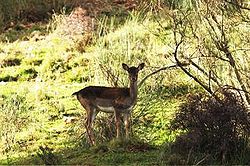 Importanza faunistica inestimabile al Parco della Maremma