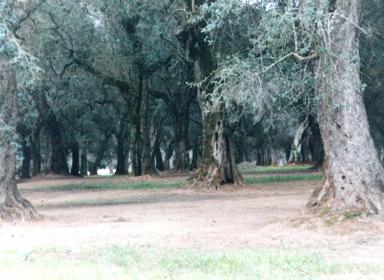 Hotel e B&B agli Uliveti di Carpino