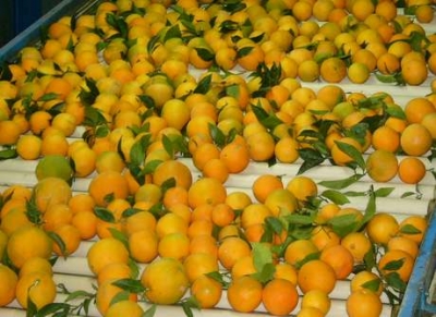 vendita prodotti tipici corigliano
