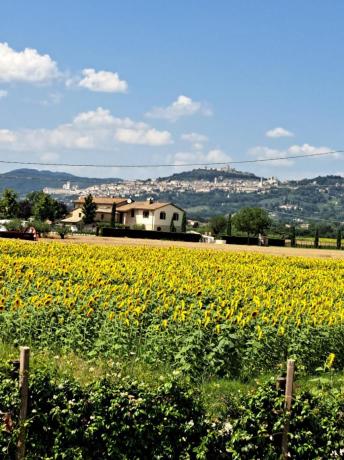 Casale con appartamenti e piscina vista Assisi