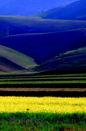 Castelluccio flowering 2