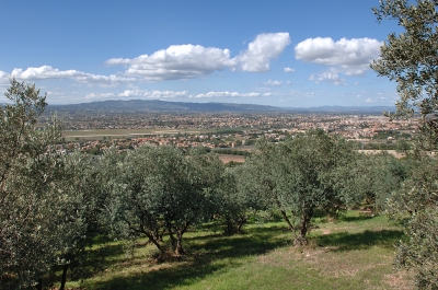 Olive trees in Umbria