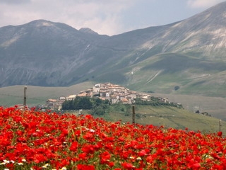 Castelluccio di Norcia, Fioritura 