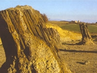 La foresta fossile di Avigliano Umbro