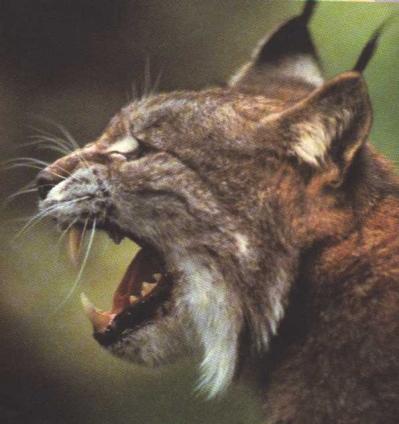 Vacanza tra Animali selvatici e Natura incontaminata