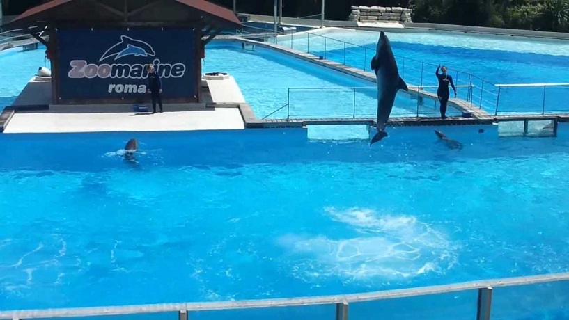 Spettacolo delfini Zoomarine