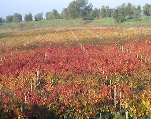 Vigne del Chianti