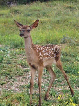 Cerbiatto, Lupo, Orso, Volpe e Prezzi Bassi!