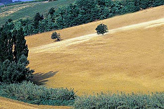 Regional Park of Mount San Bartolo, italy