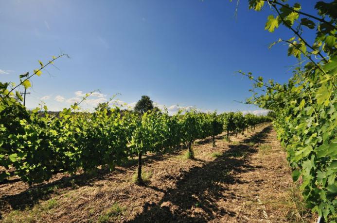 Vigneti dell'agriturismo, Montebuono 