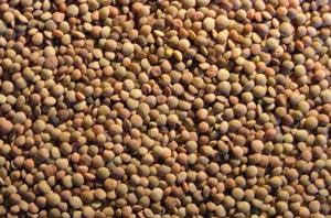 Umbrian lentils