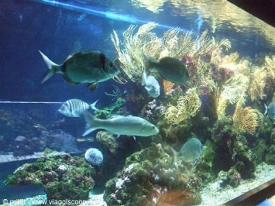 Aquarium of Porto Santo Stefano