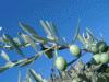 Composizione di olio di oliva in Sicilia