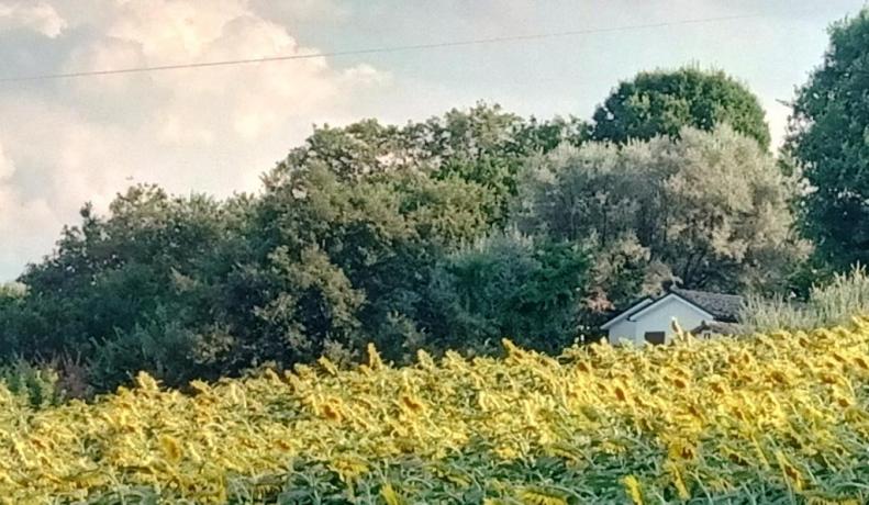 Vista su campo di girasoli B&B spazioso 