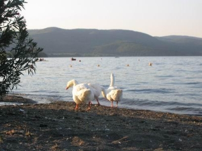 Stay in agritourism near the lake of bracciano