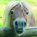 parco con animali provincia di cremona