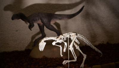 Dinosauri a Gubbio gite