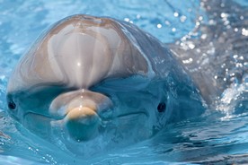 Stay near Portofino, the cost of the dolphins