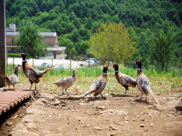 Azienda Agricola nel Lazio-Fagiani 