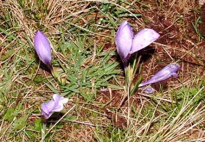 Fiore della Fioritura di Castelluccio 