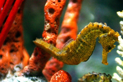 Specie protette al parco Oltremare