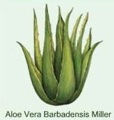 prodotti-aloe-vera-crema-gel-vendita-online
