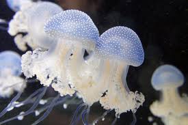 Jellyfish and Sharks at Sealife in Jesolo