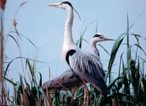 Birdwatching in the park of the Po delta