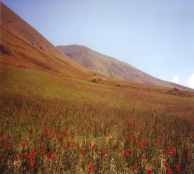 I colori della fioritura