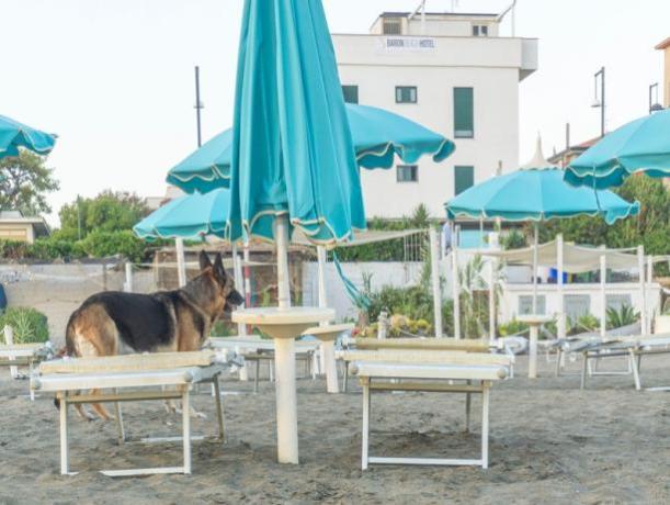Servizio Spiaggia: Inclusi lettini e ombrellone 
