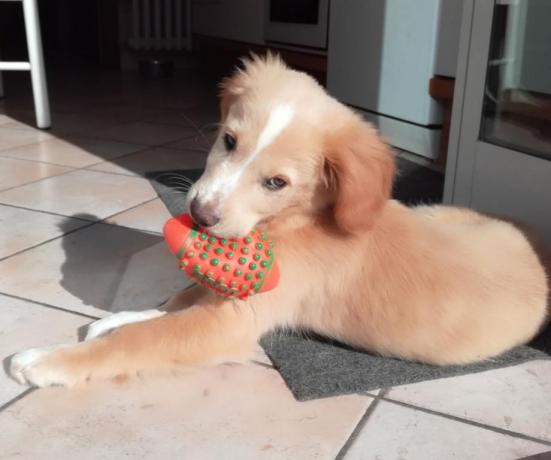 Animali ammessi in Hotel a Fano