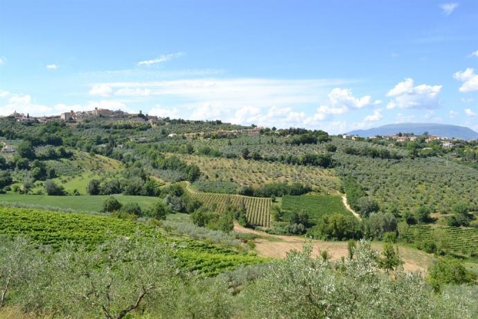 Viale ideale per passeggiate all'aperto 