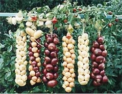 Onions varieties