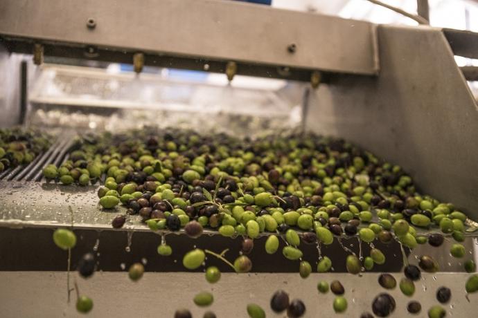 Le olive