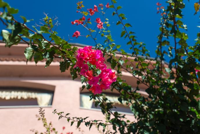 Fioritura nel giardino del Resort