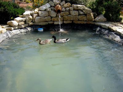 Germani Reali a bagno nel laghetto
