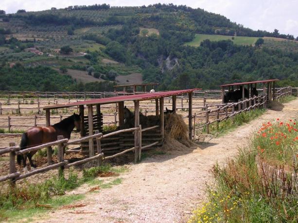 Country House Canalicchio con Maneggio in Umbria 