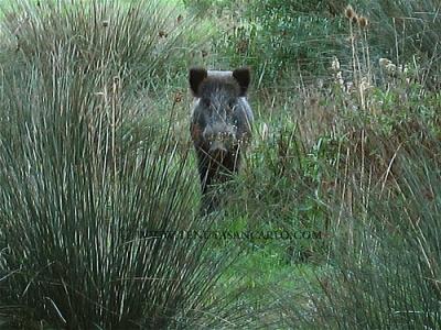 Parco naturale con Uccelli, Rettili e Mammiferi