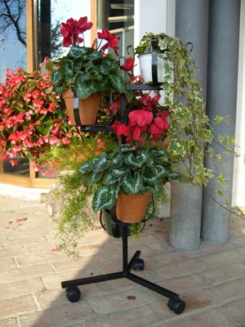 Portavaso alberello