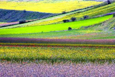 La Piana Grande in fiore 