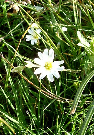 Castelluccio flowering 16