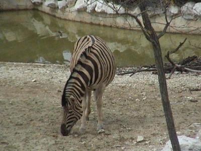 Festeggiamento compleanno allo Zoo, Prezzi Scontati