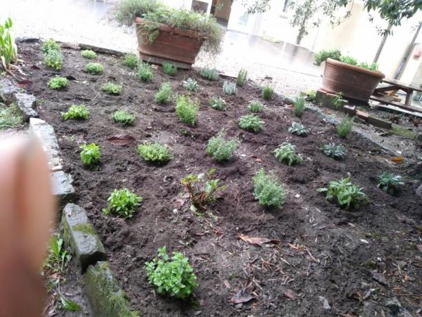 Le piantine aromatiche