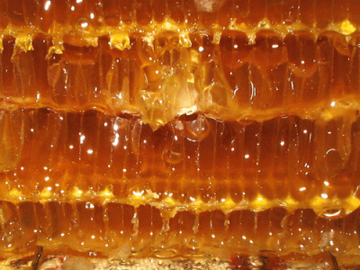 miele-apicoltura-foligno-mielinumbria
