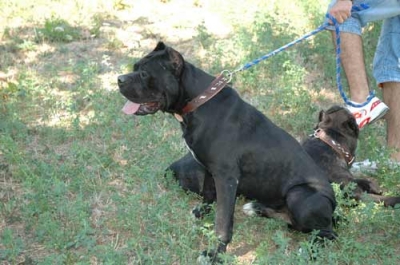 allevamento-amatoriale-cane-corso