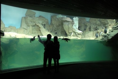 Protected species at the Aquarium of Genoa