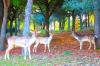 Daini in libertà nel parco