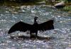 Fauna unica al Parco dell´Adda Nord