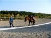 Passeggiate a cavallo 