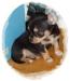 Cuccioli di chihuahua disponibili a Perugia